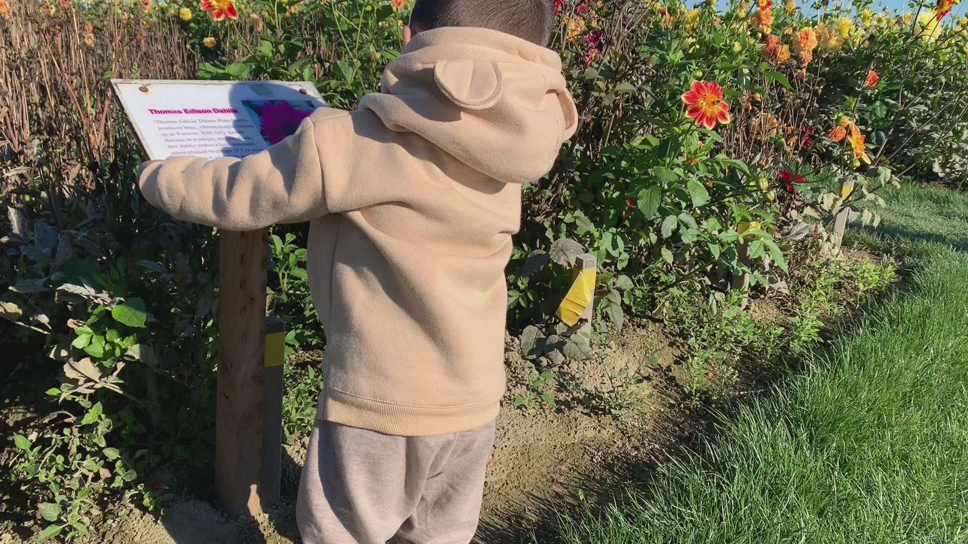 Charger la vidéo : toddler walking around, playing around and climbing indoor and outdoor while wearing a warm Bubba Bear Hoodie with ear on the hood.